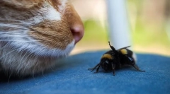 Pisicile care au încercat să facă prieteni cu albine: cum să le ajute